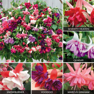 Fuchsia 