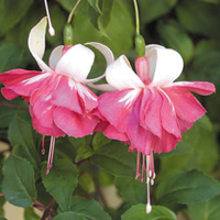 Fuchsia 