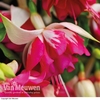 Fuchsia 