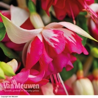 Fuchsia 