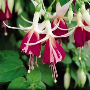 Fuchsia 