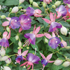 Fuchsia 