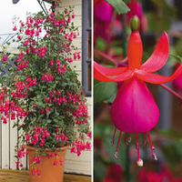 Fuchsia 
