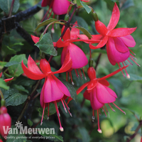 Fuchsia 