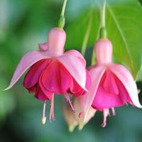 Fuchsia 