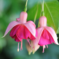 Fuchsia 