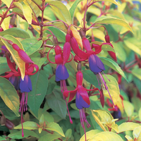 Fuchsia 