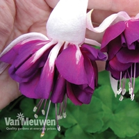 Fuchsia 