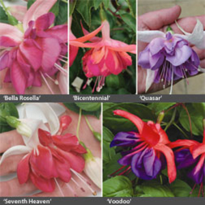 Fuchsia 