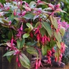 Fuchsia 