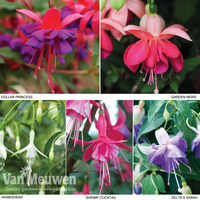 Fuchsia 