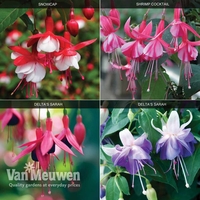 Fuchsia 