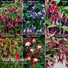 Fuchsia 