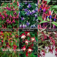 Fuchsia 