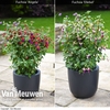 Fuchsia Hardy Trellis Collection
