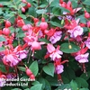 Fuchsia 