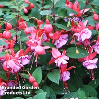 Fuchsia 