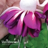 Fuchsia 