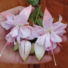 Fuchsia 