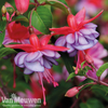 Fuchsia 
