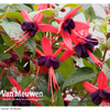 Fuchsia 
