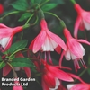 Fuchsia 