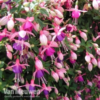 Fuchsia 