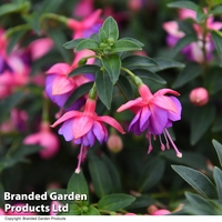 Fuchsia 