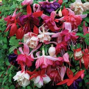 Fuchsia 
