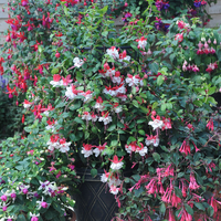 Fuchsia 