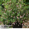 Fuchsia magellanica 