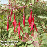 Fuchsia magellanica 