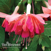 Fuchsia 