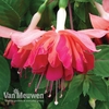 Fuchsia 