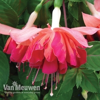Fuchsia 