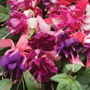 Fuchsia 