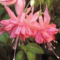 Fuchsia 