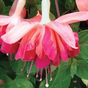 Fuchsia 