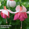 Fuchsia 