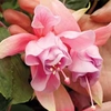 Fuchsia 