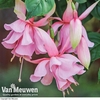 Fuchsia 
