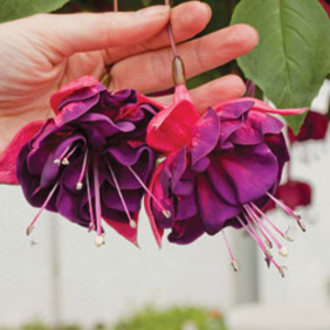Fuchsia 
