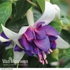Fuchsia 