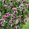 Fuchsia 