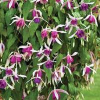 Fuchsia 