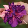 Fuchsia 
