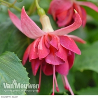 Fuchsia 