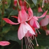 Fuchsia 