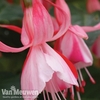 Fuchsia 