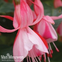 Fuchsia 